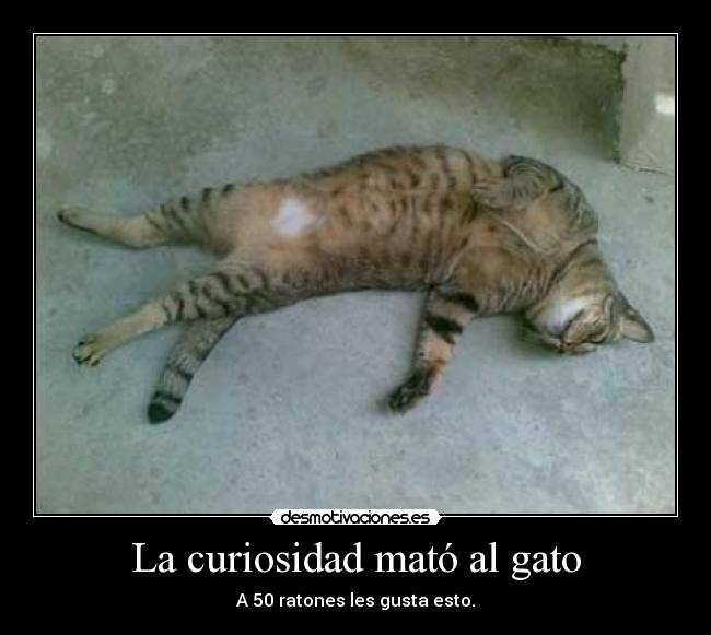La curiosidad mató al gato -