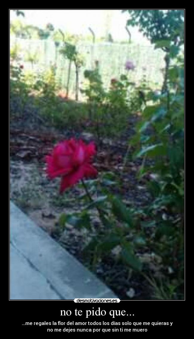no te pido que... -