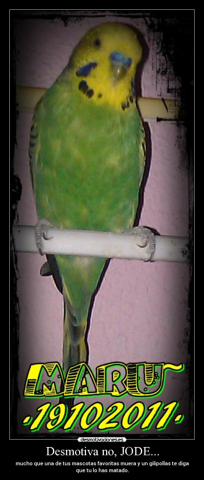 carteles maru desmotivaciones