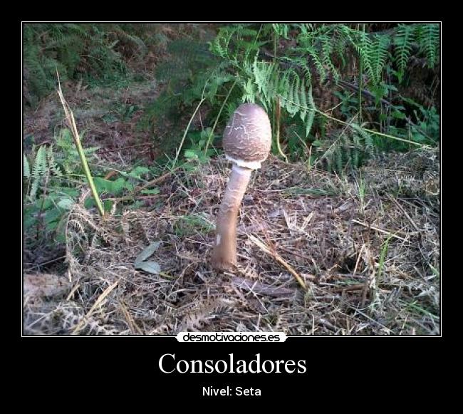 Consoladores - Nivel: Seta