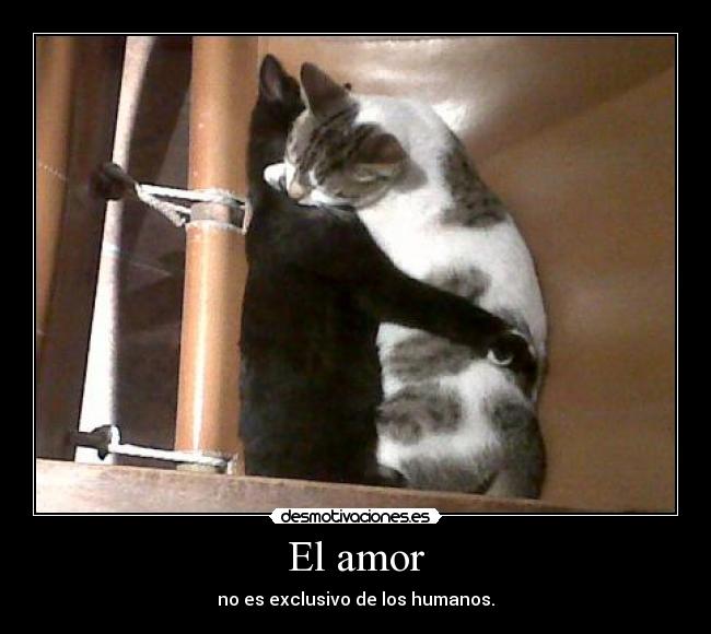 El amor -