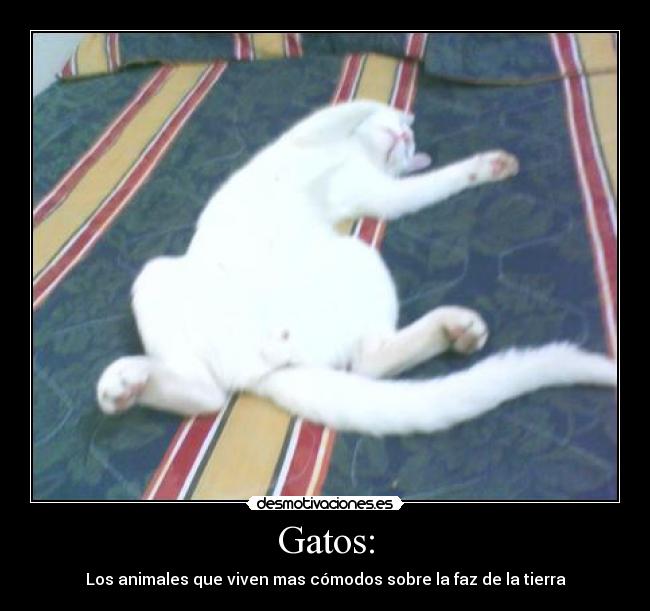 Gatos: -