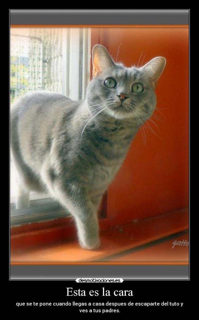 Esta es la cara - que se te pone cuando llegas a casa despues de escaparte del tuto y ves a tus padres.