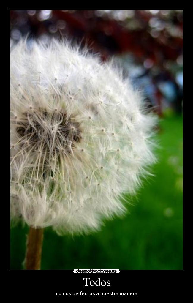 Todos - somos perfectos a nuestra manera
