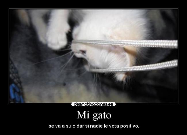 Mi gato - 