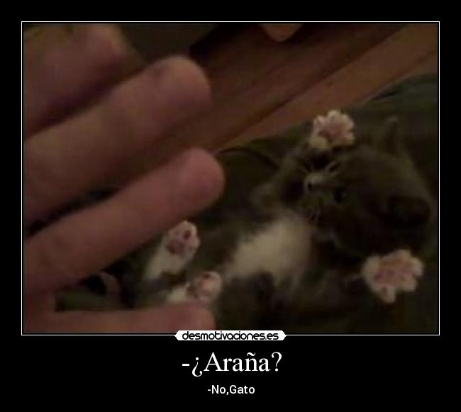 carteles gatosarana unas chiste corto desmotivaciones