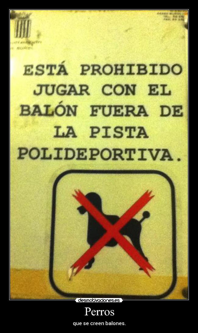 Perros - que se creen balones.