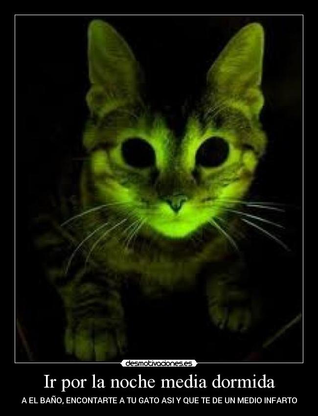 Ir por la noche media dormida - A EL BAÑO, ENCONTARTE A TU GATO ASI Y QUE TE DE UN MEDIO INFARTO