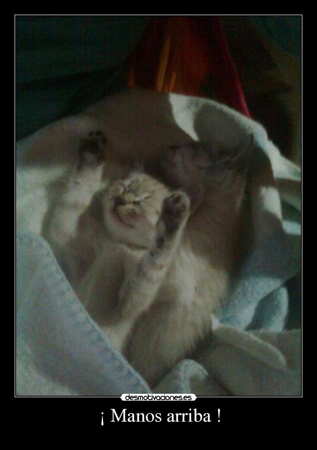 carteles bartolillo desmotivaciones