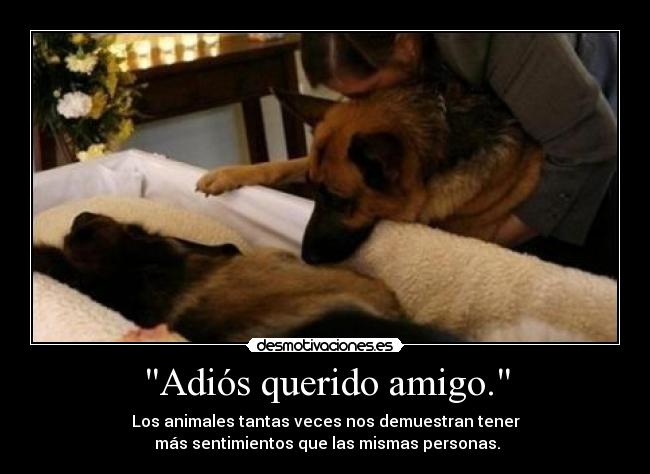 Adiós querido amigo. - 