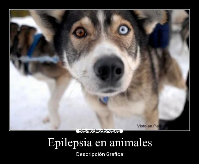 Epilepsia en animales - Descripción Grafica