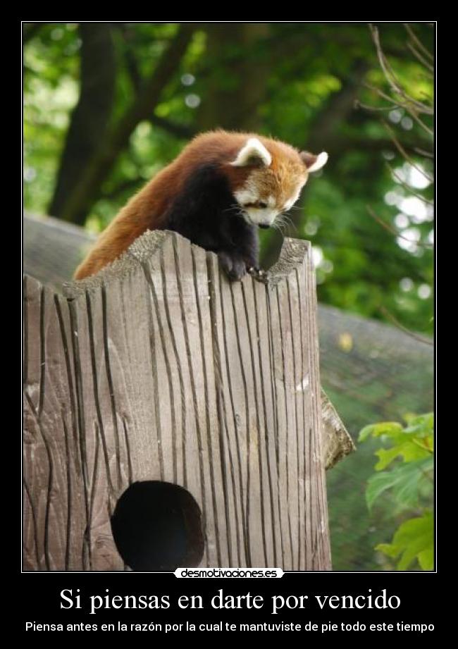 Si piensas en darte por vencido - Piensa antes en la razón por la cual te mantuviste de pie todo este tiempo