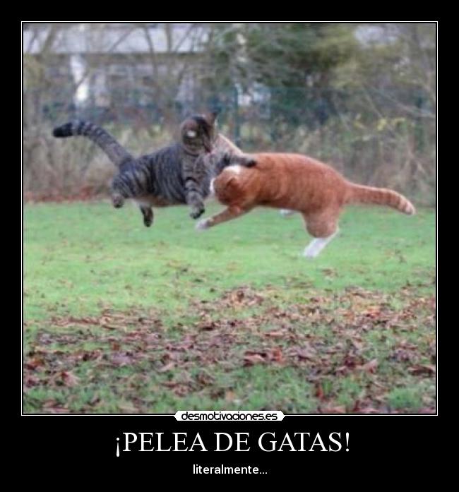 carteles gatos peleando gatas mujersuelas desmotivaciones