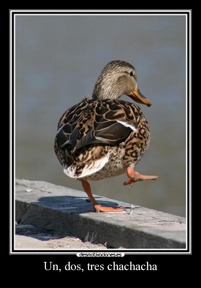 Un, dos, tres chachacha -