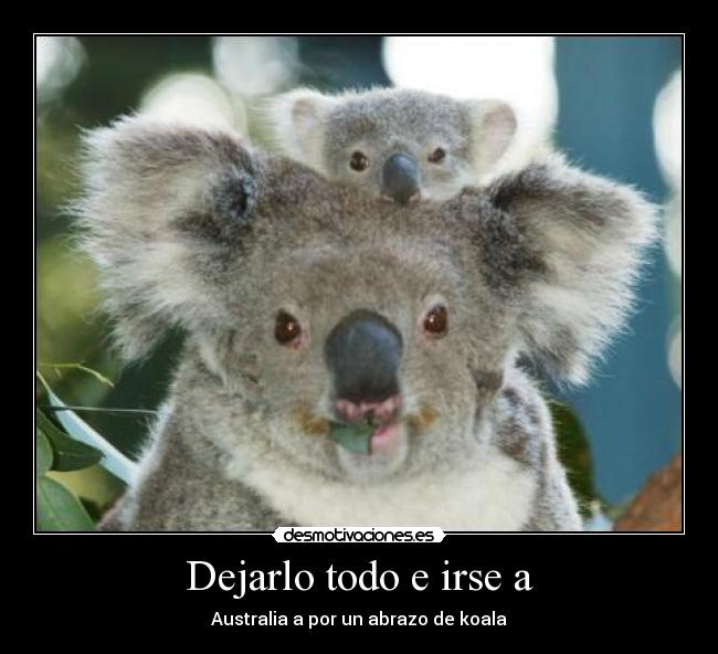 Dejarlo todo e irse a - Australia a por un abrazo de koala