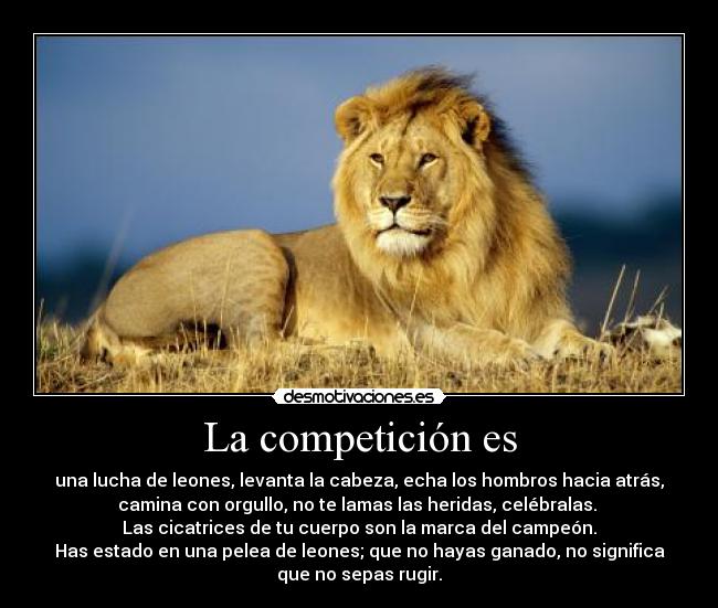 La competición es - una lucha de leones, levanta la cabeza, echa los hombros hacia atrás,
camina con orgullo, no te lamas las heridas, celébralas. 
Las cicatrices de tu cuerpo son la marca del campeón.
Has estado en una pelea de leones; que no hayas ganado, no significa
que no sepas rugir.