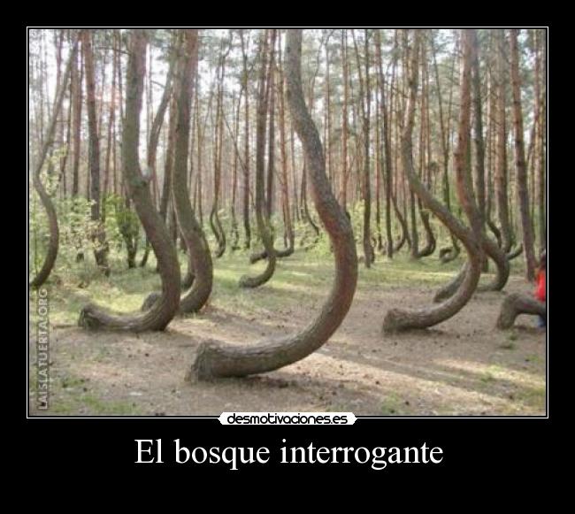 El bosque interrogante -
