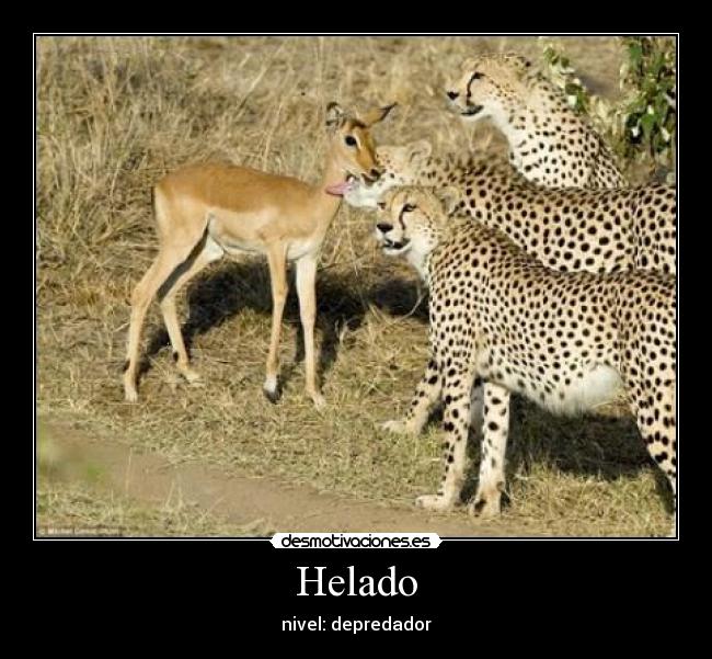 Helado - nivel: depredador