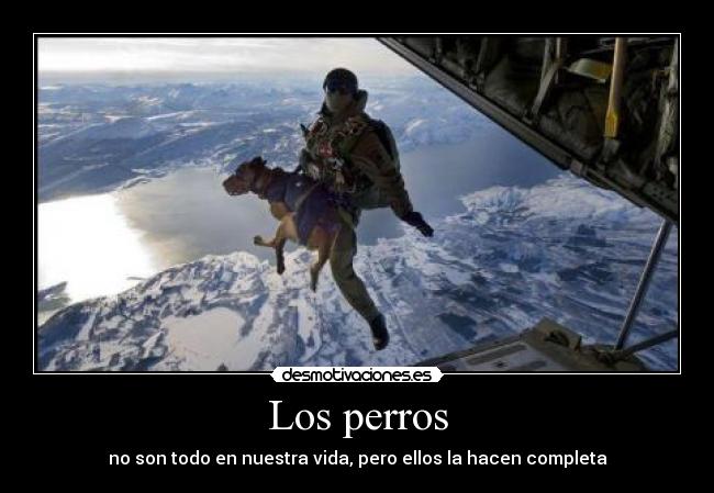 Los perros - no son todo en nuestra vida, pero ellos la hacen completa