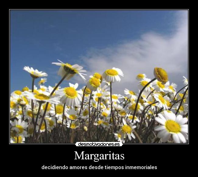 Margaritas -