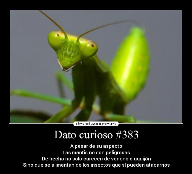 Dato curioso #383 -