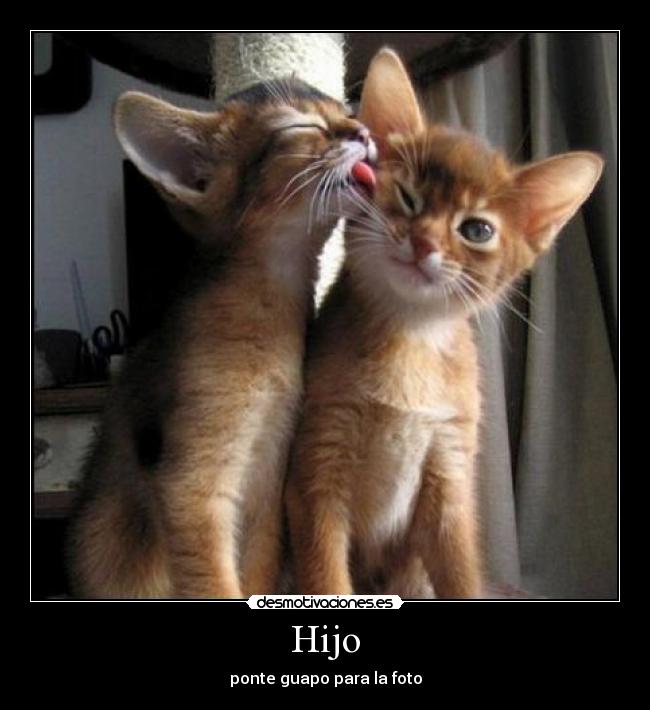 carteles gatos foto desmotivaciones