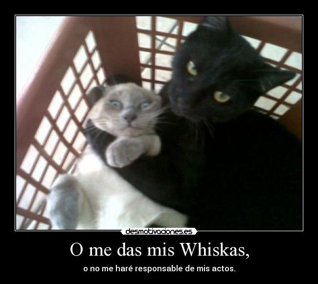 O me das mis Whiskas, - o no me haré responsable de mis actos.