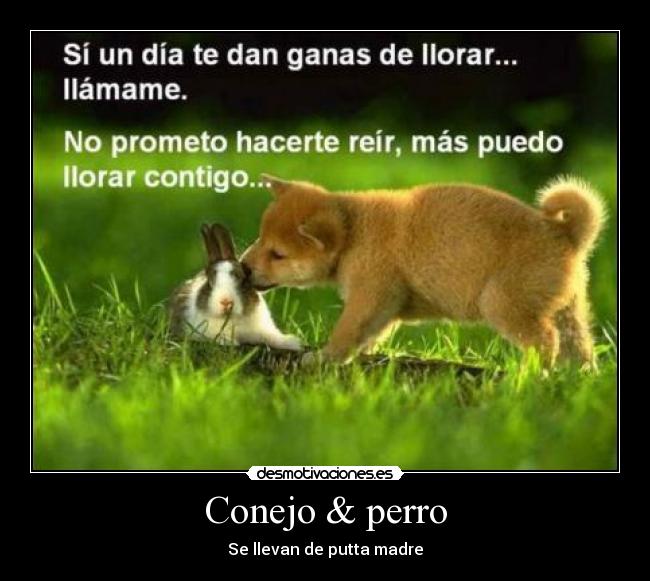 Conejo & perro -