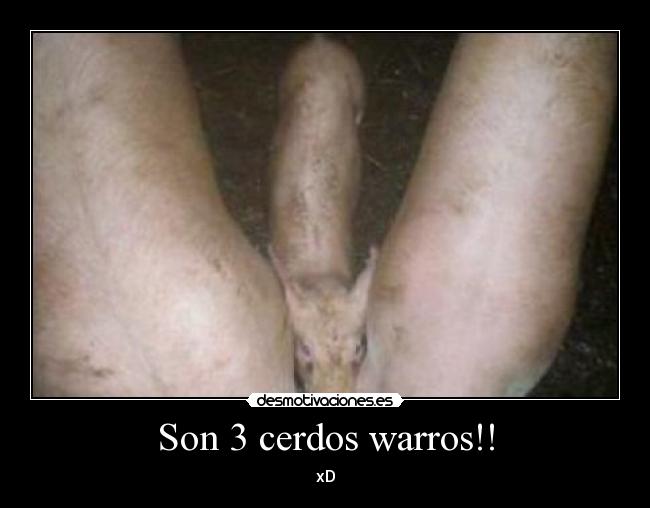 Son 3 cerdos warros!! - 