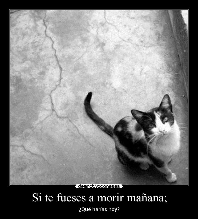 Si te fueses a morir mañana; - 