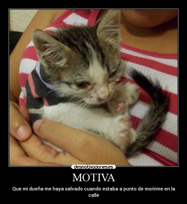 MOTIVA - Que mi dueña me haya salvado cuando estaba a punto de morirme en la calle