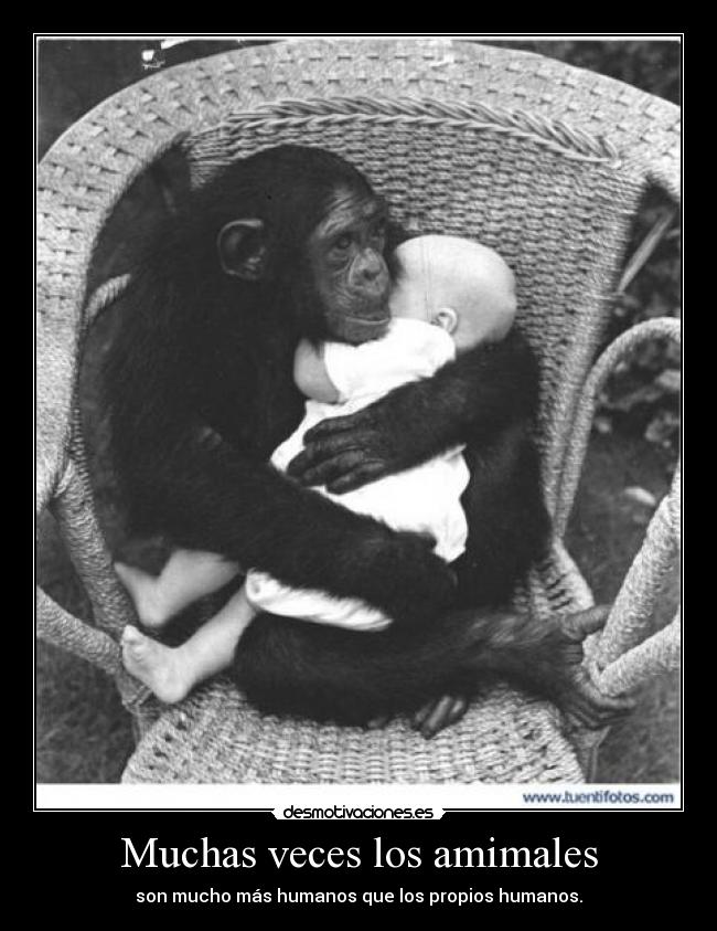Muchas veces los amimales - son mucho más humanos que los propios humanos.