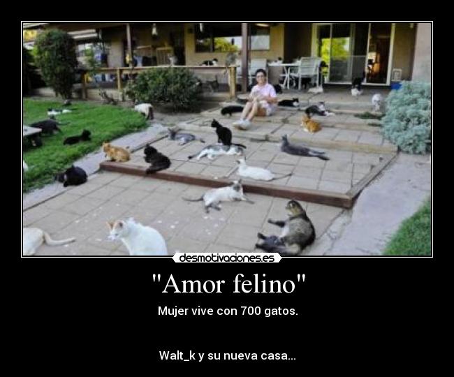 Amor felino - 