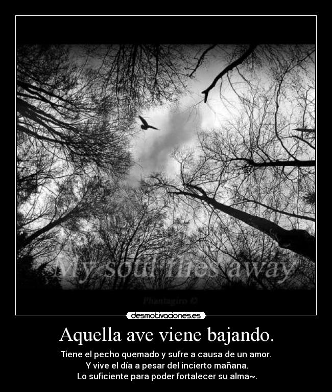 Aquella ave viene bajando. - Tiene el pecho quemado y sufre a causa de un amor.
 Y vive el día a pesar del incierto mañana.
 Lo suficiente para poder fortalecer su alma~.