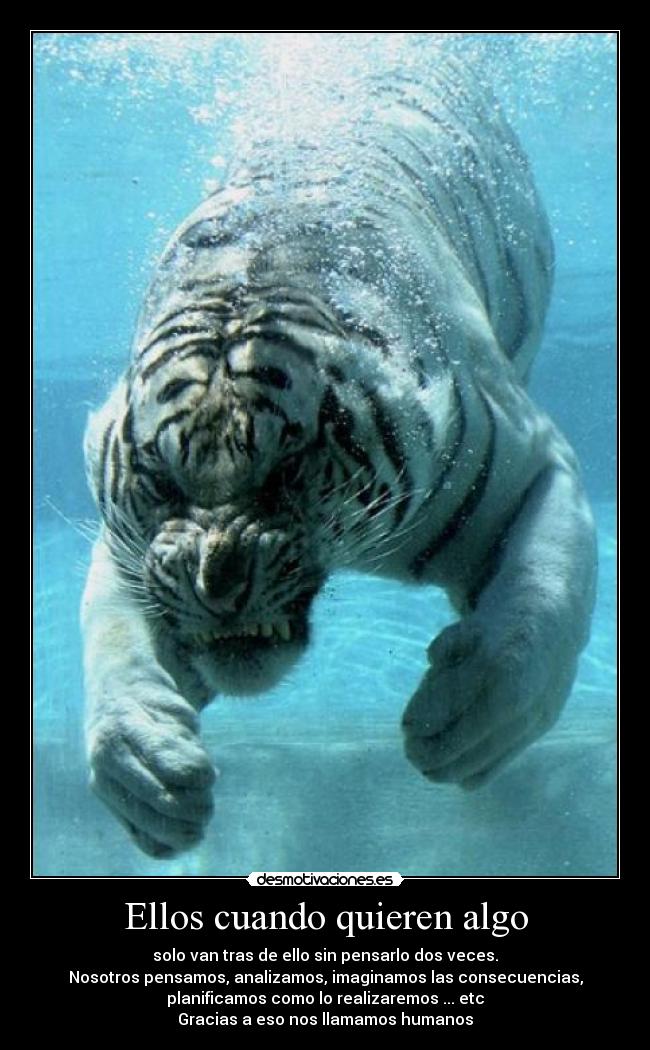 carteles solo tomo una imagen pienso acerca ella asi salen mis frases para convertirlas carteles desmotivaciones