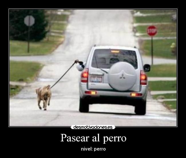 Pasear al perro - 