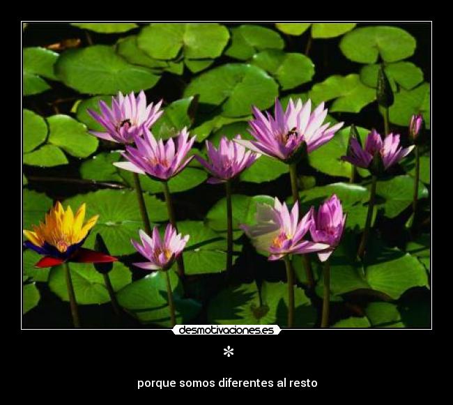 * - porque somos diferentes al resto