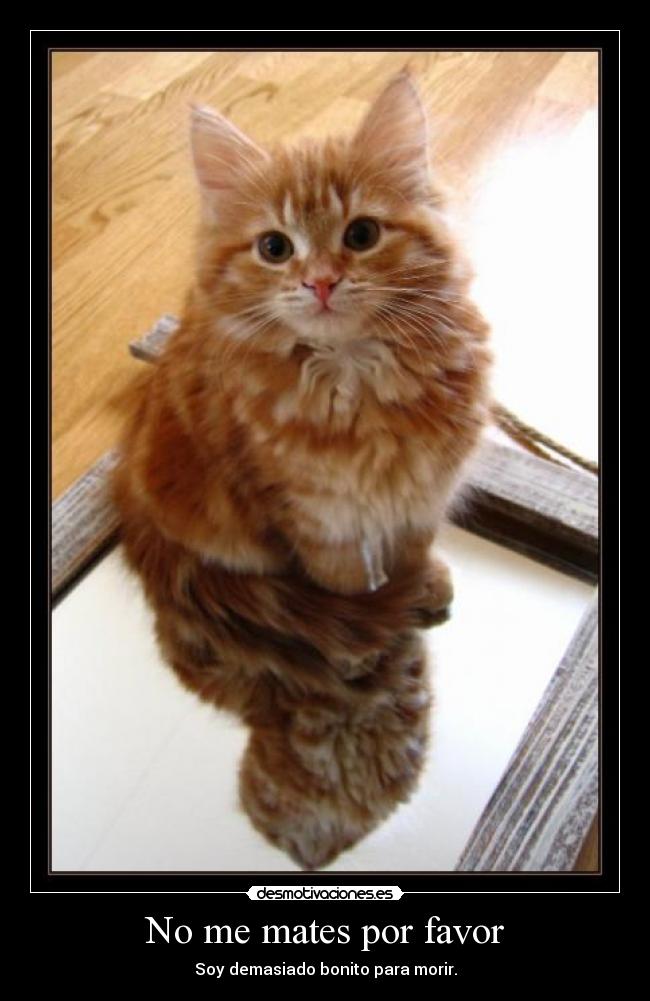 No me mates por favor - Soy demasiado bonito para morir.