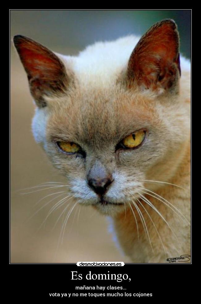 Es domingo, - mañana hay clases...
vota ya y no me toques mucho los cojones