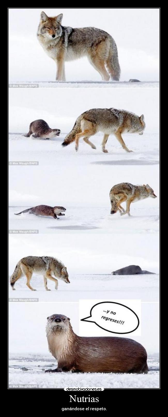 Nutrias - ganándose el respeto.