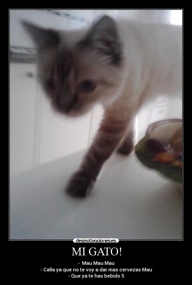 carteles the cat desmotivaciones