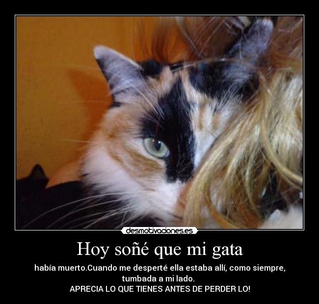 Hoy soñé que mi gata - había muerto.Cuando me desperté ella estaba allí, como siempre,
tumbada a mi lado.
APRECIA LO QUE TIENES ANTES DE PERDER LO!