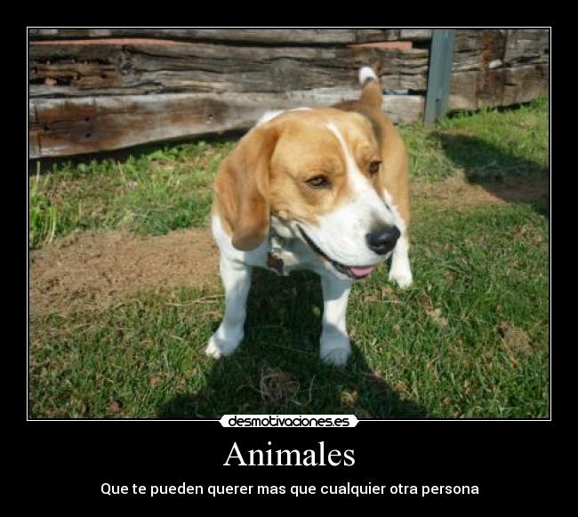 Animales - Que te pueden querer mas que cualquier otra persona