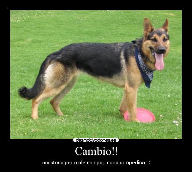 Cambio!! - amistoso perro aleman por mano ortopedica :D