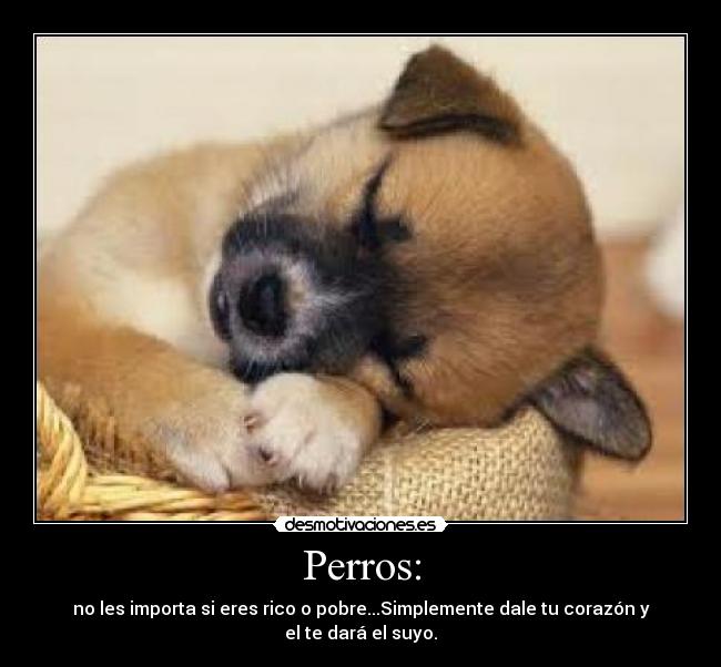 Perros: - 