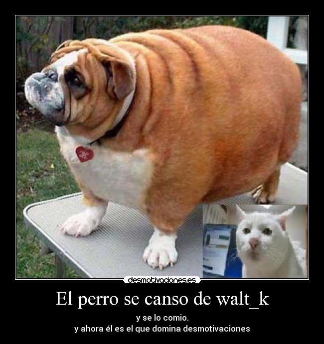 carteles perro comio walt descuido este desmotivaciones