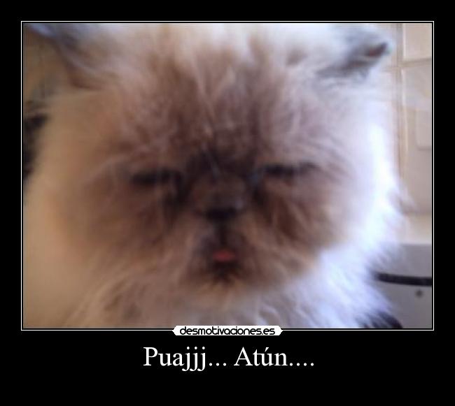 Puajjj... Atún.... - 
