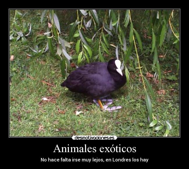 Animales exóticos - No hace falta irse muy lejos, en Londres los hay