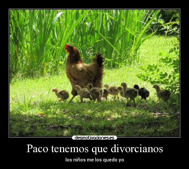 Paco tenemos que divorcianos -