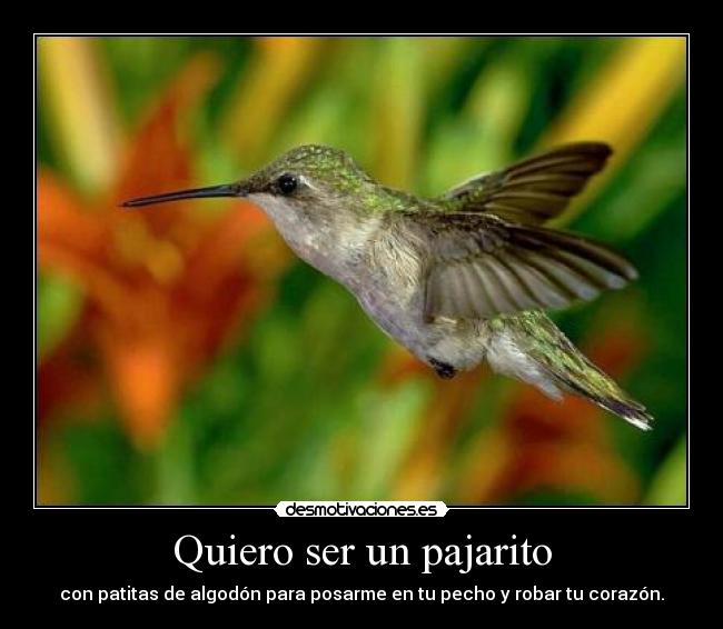 Quiero ser un pajarito - con patitas de algodón para posarme en tu pecho y robar tu corazón.